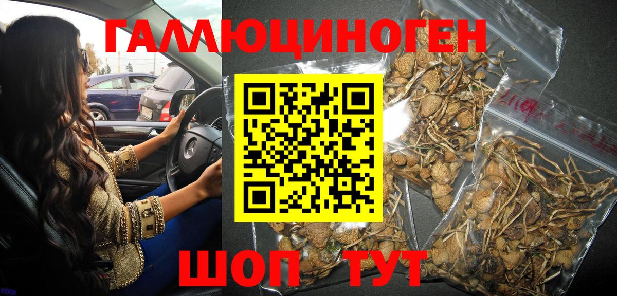 Псилоцибиновые грибы Psilocybe Будённовск