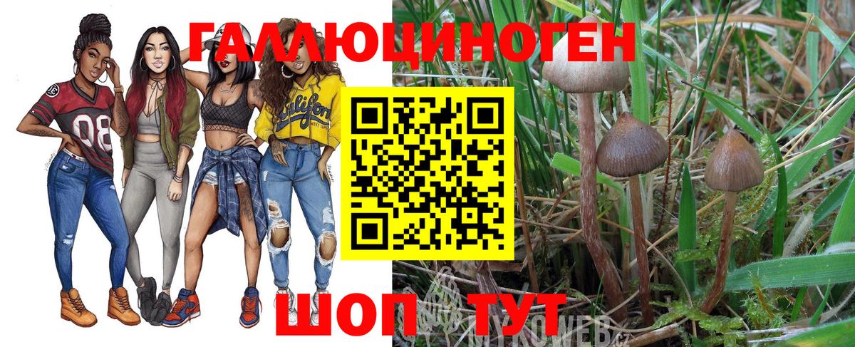 Псилоцибиновые грибы Cubensis Будённовск